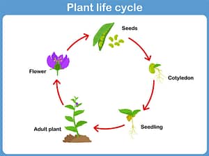 Life Cycle of a plant printable chart
