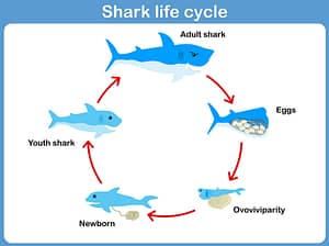 Life cycle of a shark free printable chart