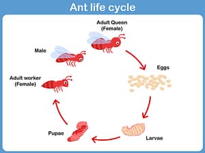 The life cycle of an Ant