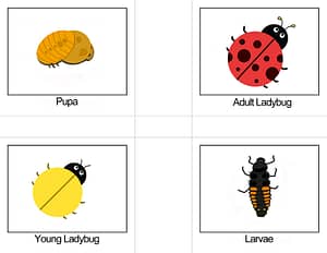 Lifecycles of a ladybug Montessori 3 part cards